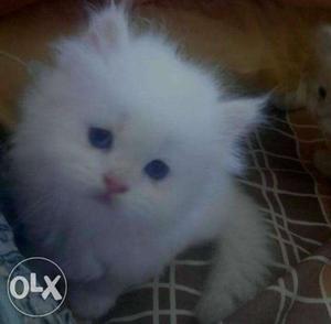 White color kitten for sale