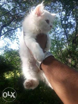 White kitten available for sell with blue eyes