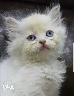White kitten with blue eyes for sell