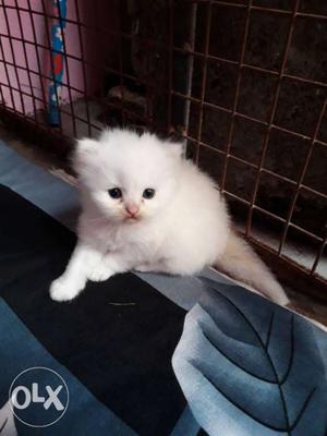 White persian..snow bell