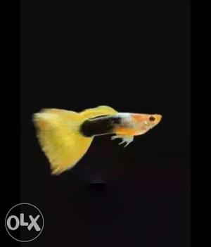 Yellow texido guppy fish