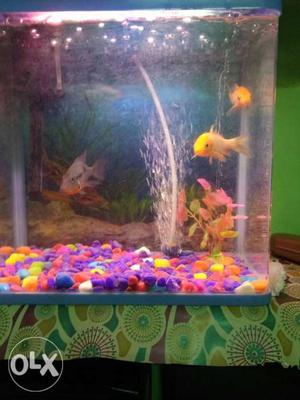  inches aquarium tank with filter,