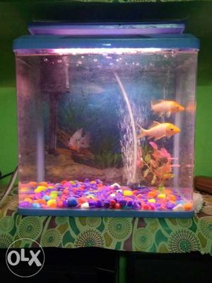 inches fish aquarium with one filter,