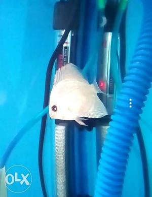 1.5 to 2 inch size discus fish.1 piece 400.Strain ocean blue