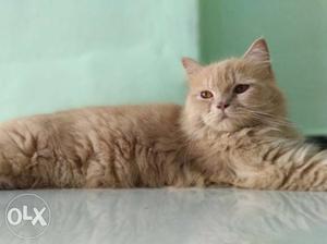 100% Genuine persian (Male) 1 year old urgent
