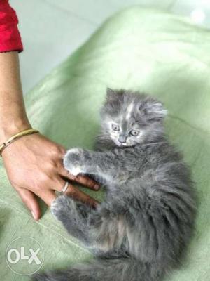 100% genuine persian Female 2 Months old