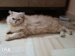 4 month fawn colour male Persian cat very