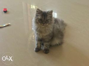 8 month old gray female Persian cat