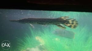 Allligator fish 11 to 12 inch