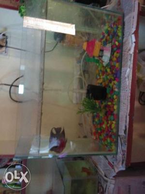 Aquriam tank and flower horn fishes and full set
