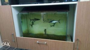 Big size fish tank, lid, stand and 6 beautiful sharks