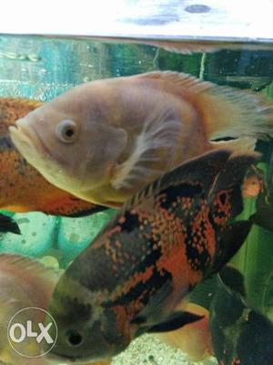 Big size imported oscar fish pair for sale only