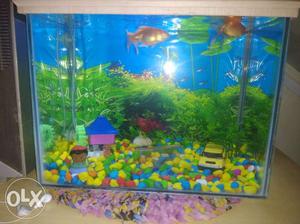 Blue And Yellow Fish With Fish Tank