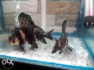 Breeding pair is for sale male size 6" inch