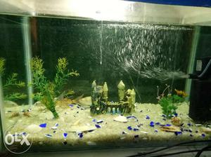 Buy Aquarium with all its accessories Such as