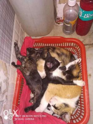 Cute and adorable cats new born there is two cat