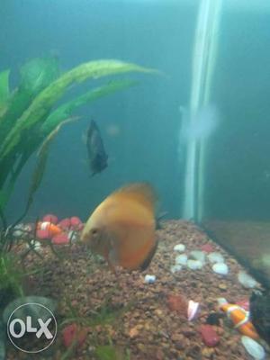 Discus Fish, one orange about 3 inches and other