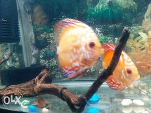 Discus fish