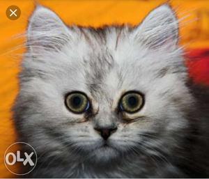 Doll Faced 30days Persian Cat
