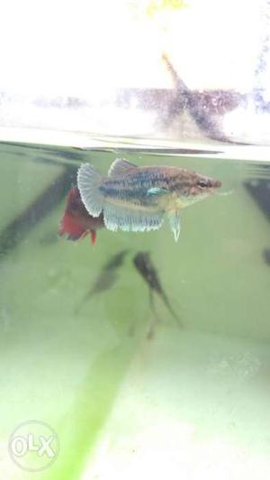 Female Betta fish with eggs for breeding