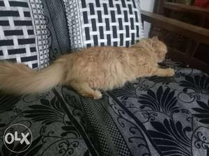 Female persian cat 1nd half old very healthy