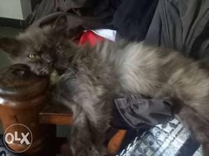 Female persian kitten 5 months old for sale..