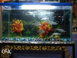 Fish Aquarium with stand and oxygen machine..