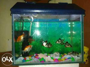 Fish tank for sale with stones n roof, note (No