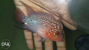 Flowerhorn imported baby size for sale