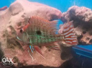 Geophagus Red head imported 4"