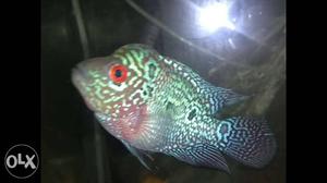 Good quality head poped kml flowerhorn for sell..