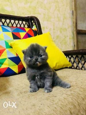 Gray Persian Kitten female