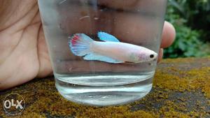 Halfmoon high quality Female Betta fishes for sale