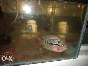 High Quality flowerhorn for sale