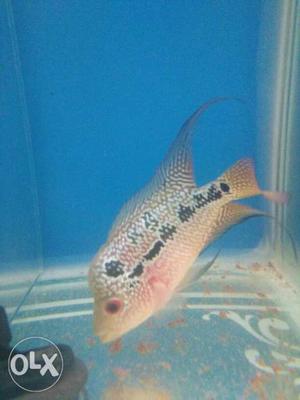 Imported X Magma high quality Flowerhorn For