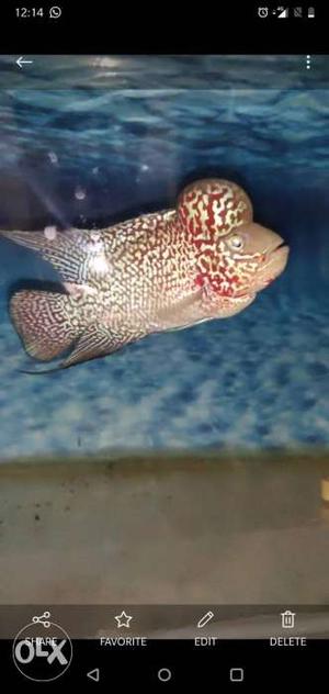 Jarvis VIP king kamfa flower horn fish for sale