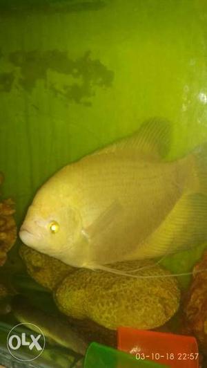Male Giant gourami approx size more than 10 inches