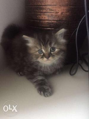 Male Persian Kitten Homebred healthy available