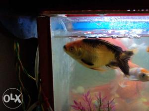 My gold fish block&gold colour. 3inch long fish