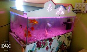 New fish aquarium. 3 months old.. with oxygen and