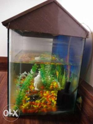 Only Fish Tank For Sell