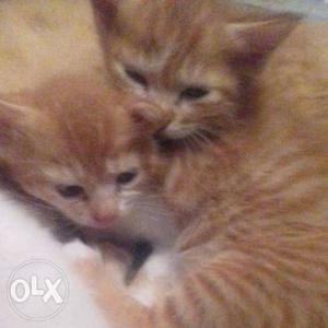 Persian Cat kitten Pair For Sale #CatLover #PetLover