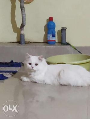 Persian cat