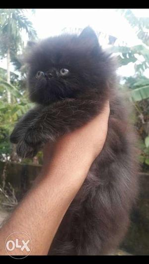 Persian cat full punch in black 2 month old
