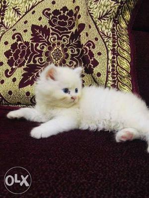 Persian cat semi punch in white colour 2 month