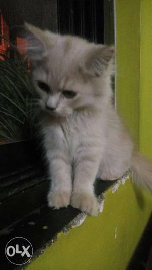 Persian kitten 3 mnth female.. golden colour and