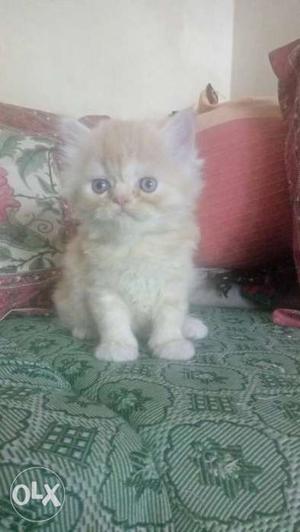 Persian kitten (male), 2 months old, quality