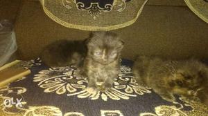 Persian kitten male and female available each.