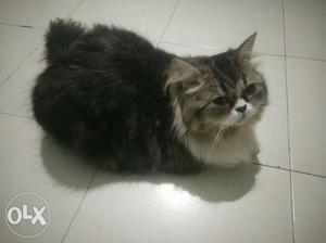 Persian kitten sell