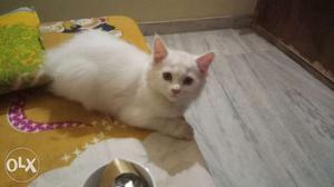 Persian white cat. Urgent sale